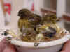 Nest jonge vogels (2) 2001.jpg (49308 bytes)